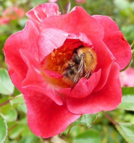 Bombus pascuorum