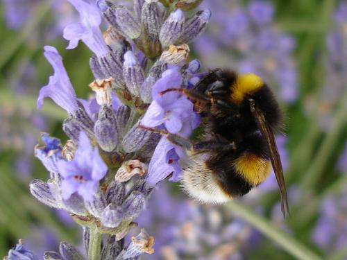 Bombus sp.