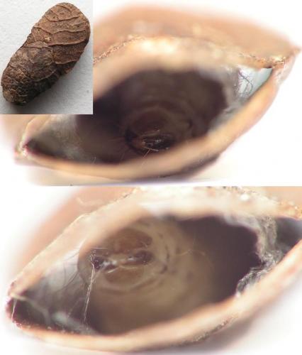 Incurvaria sp.