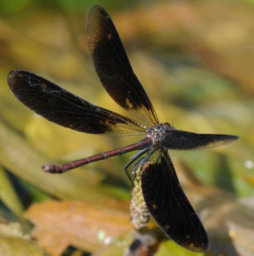 Calopteryx haemorrhoidalis