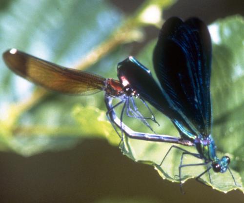 Calopteryx virgo