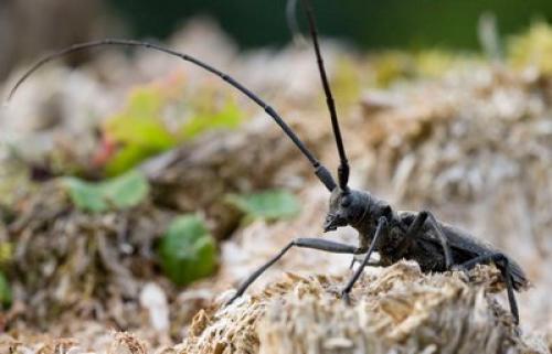 Monochamus sp.