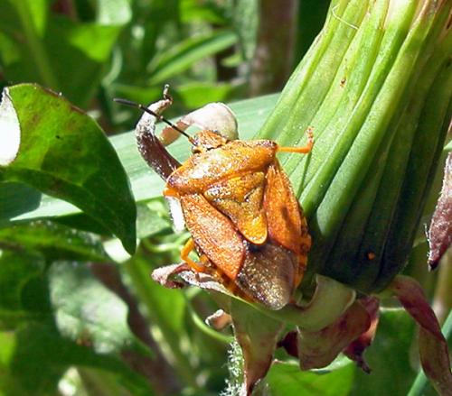 Carpocoris purpureipennis