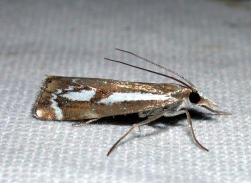 Réf. 38 964 : Catoptria corsicellus