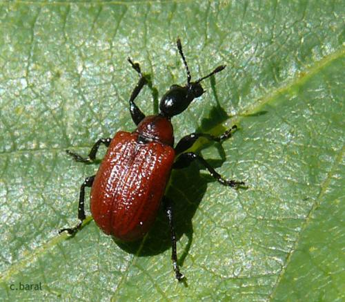 Apoderus coryli