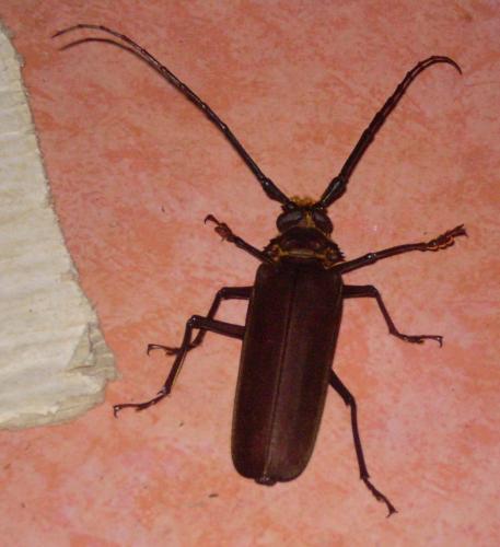 Orthomegas sp.