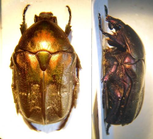 Réf. 38 186 : Potosia cuprea