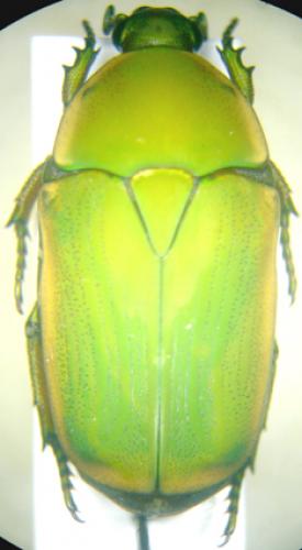Marmylida marginella