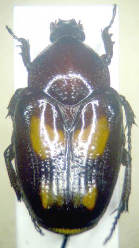 Charadronota leprieuri
