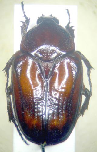 Charadronota leprieuri