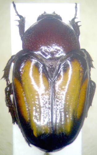 Charadronota leprieuri