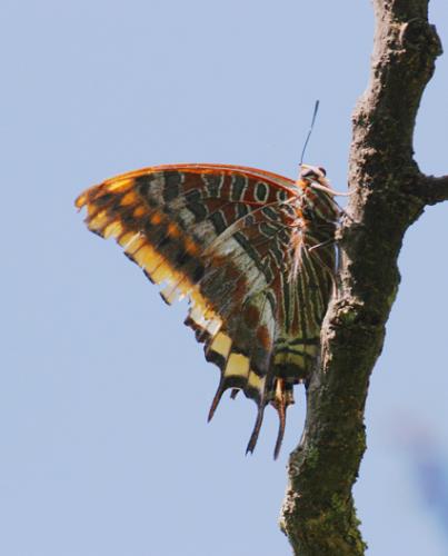 Charaxes jasius
