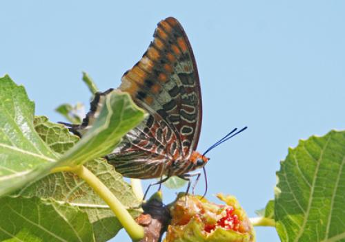 Charaxes jasius
