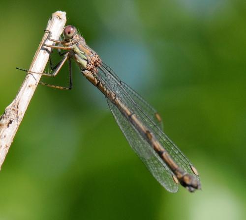 Chalcolestes viridis