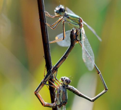 Chalcolestes viridis