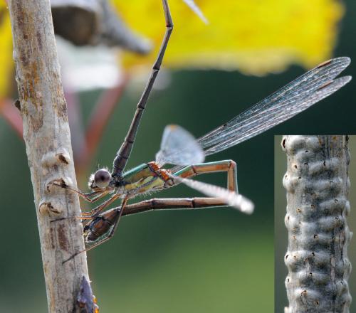 Chalcolestes viridis