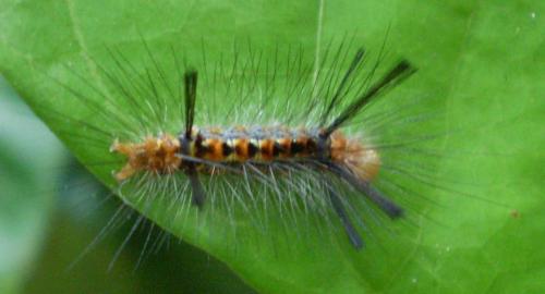 Lymantriinae