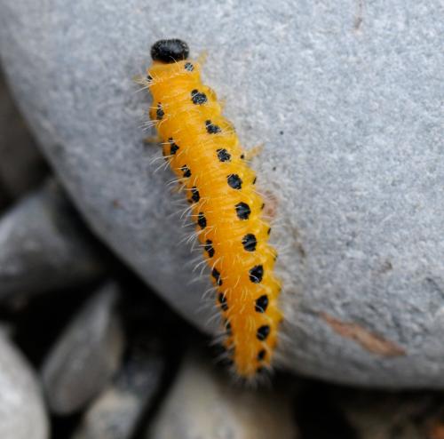 Réf. 38 731 : Priophorus grandis