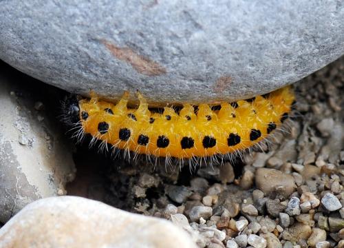 Priophorus grandis