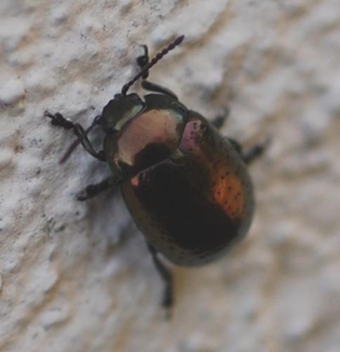 Chrysolina hyperici