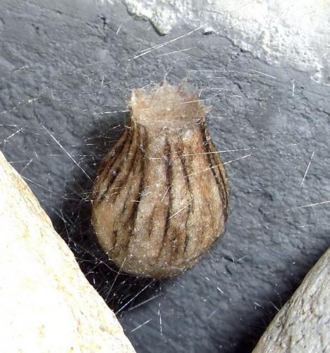 Argiope bruennichi