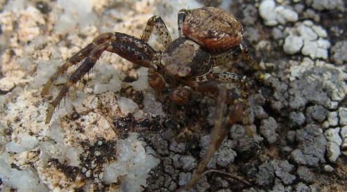 Xysticus sp.