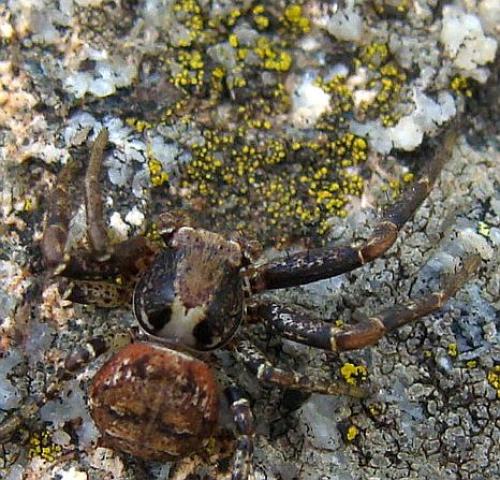 Xysticus sp.
