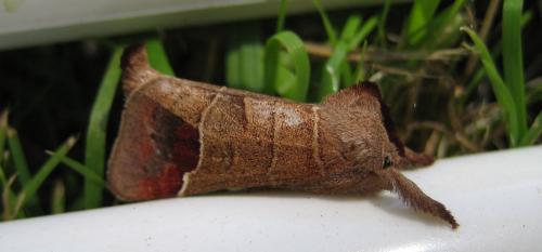 Réf. 38 201 : Clostera curtula