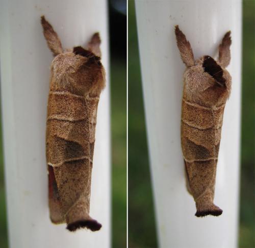 Réf. 38 202 : Clostera curtula