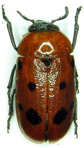 Tituboea biguttata