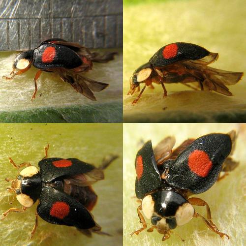 Harmonia axyridis