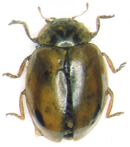 Aphidecta obliterata