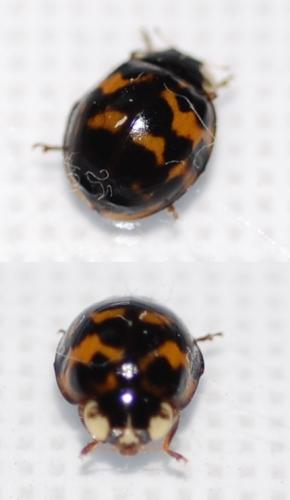 Harmonia axyridis
