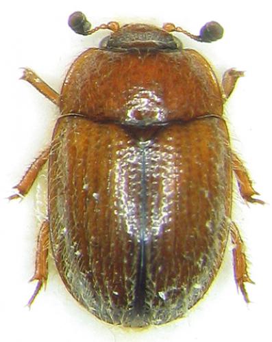 Pocadius adustus