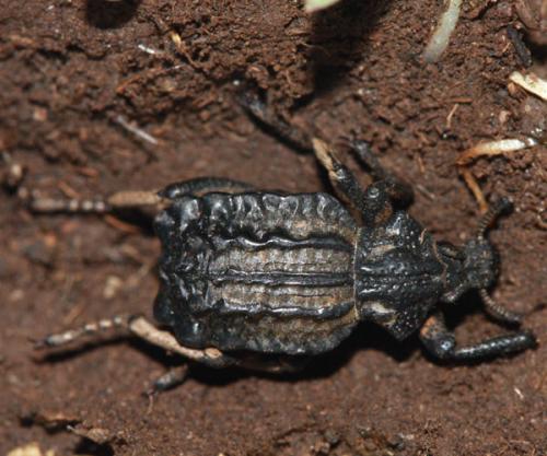 Brachycerus undatus