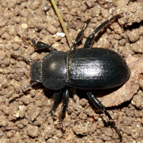 Réf. 38 890 : Phylan abbreviatus