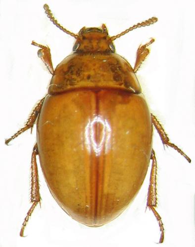Halammobia pellucida