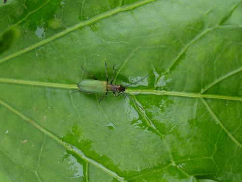 Chrysanthia viridissima