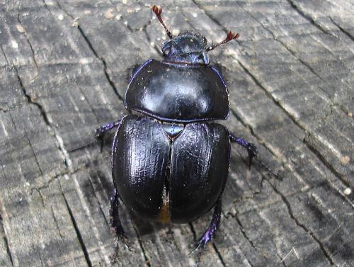 Anoplotrupes stercorosus