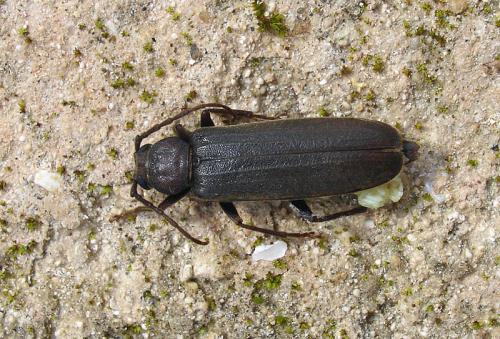 Réf. 38 944 : Arhopalus rusticus