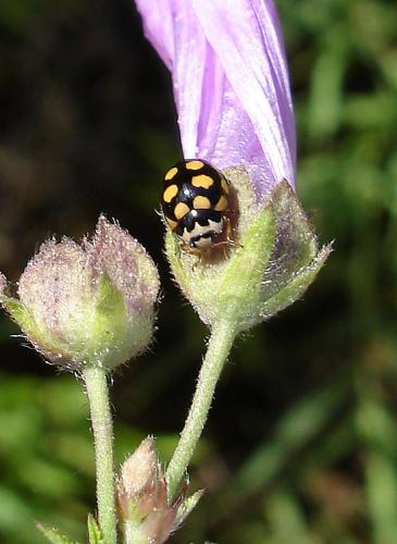 Réf. 38 860 : Coccinula quatuordecimpustulata