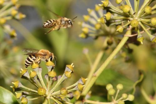 Colletes hederae