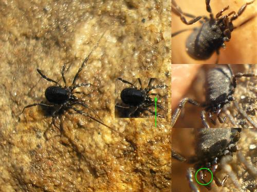 Nemastoma dentigerum