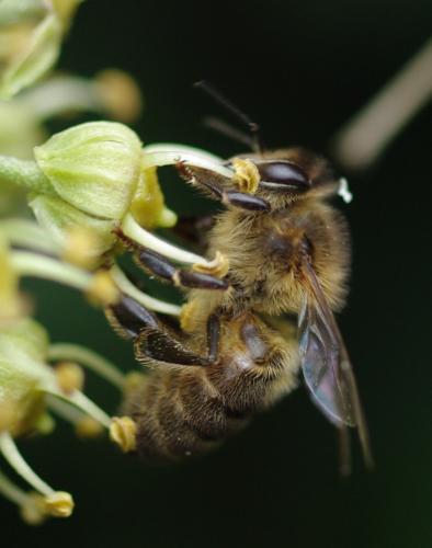 Réf. 38 431 : Apis mellifera
