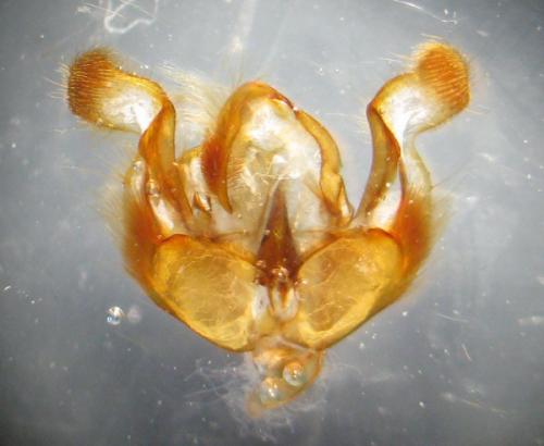 Réf. 38 070 : Conisania luteago