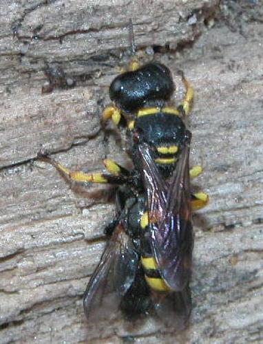 Ectemnius continuus punctatus