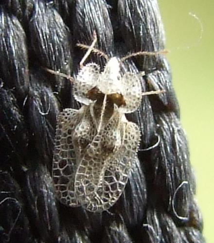 Corythucha ciliata