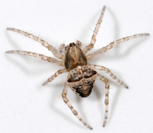 Réf. 38 150 : Gibbaranea bituberculata