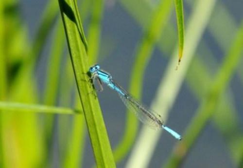 Réf. 38 324 : Enallagma aspersum