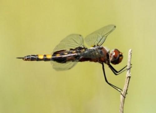 Réf. 38 345 : Tramea lacerata